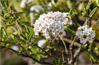  - Viburnum x burkwoodii