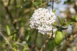  - Viburnum x burkwoodii