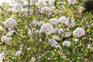  - Viburnum x burkwoodii 'Anne Russell'