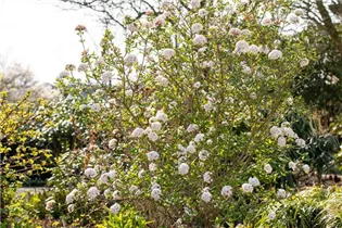  - Viburnum x burkwoodii 'Anne Russell'