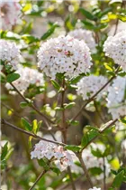  - Viburnum x burkwoodii 'Anne Russell'