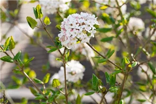  - Viburnum x burkwoodii 'Anne Russell'