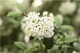  - Viburnum x burkwoodii 'Conoy'