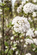  - Viburnum x burkwoodii 'Mohawk'