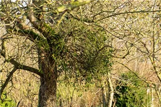 - Viscum album  - Viscum album