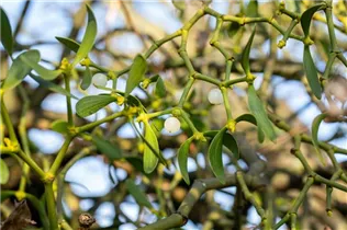 - Viscum album  - Viscum album