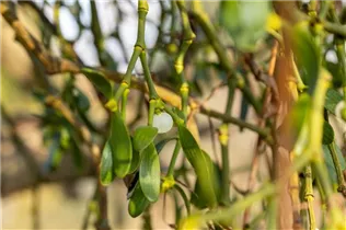 - Viscum album  - Viscum album