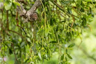 - Viscum album  - Viscum album