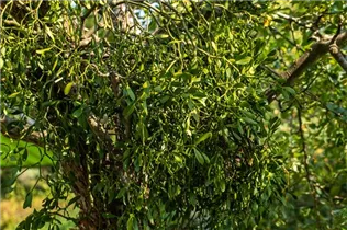 - Viscum album  - Viscum album