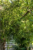 - Viscum album  - Viscum album