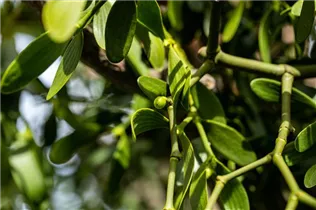 - Viscum album  - Viscum album