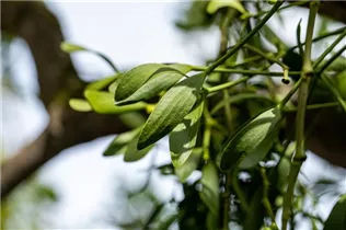 - Viscum album  - Viscum album