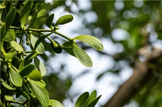 - Viscum album  - Viscum album