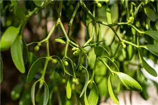 - Viscum album  - Viscum album