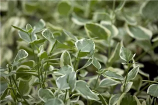  - Vinca major 'Variegata'