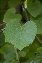  - Vitis amurensis