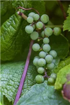  - Vitis amurensis