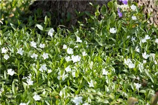  - Vinca minor 'Alba'