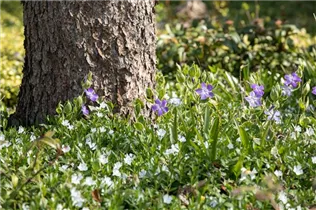  - Vinca minor 'Alba'