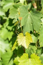  - Vitis vinifera 'Bianca'