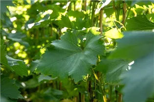  - Vitis vinifera 'Bianca'