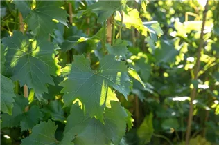  - Vitis vinifera 'Bianca'
