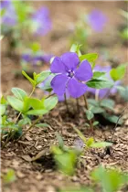  - Vinca minor 'Bowles'