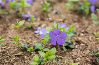  - Vinca minor 'Bowles'