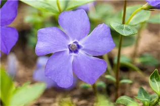  - Vinca minor 'Bowles'