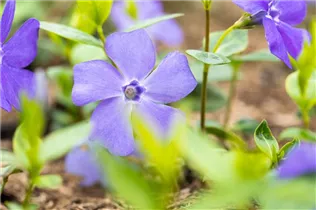  - Vinca minor 'Bowles'