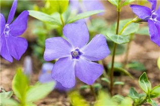  - Vinca minor 'Bowles'