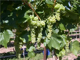  - Vitis vinifera 'Birstaler Muskat'