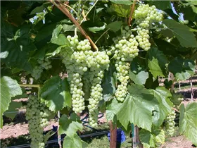  - Vitis vinifera 'Birstaler Muskat'
