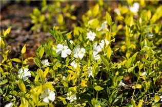  - Vinca minor 'Gertrude Jekyll'