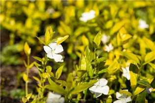  - Vinca minor 'Gertrude Jekyll'