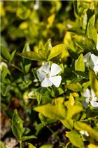 - Vinca minor 'Gertrude Jekyll'