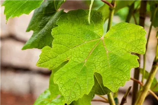 - Vitis vinifera 'Vanessa'®  - Vitis vinifera 'Vanessa'®