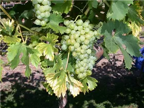  - Vitis vinifera 'Fanny'(s)