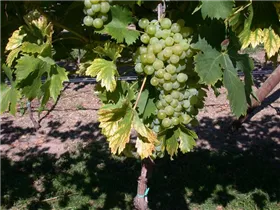  - Vitis vinifera 'Fanny'(s)