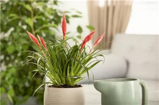 - Vriesea 'Astrid'  - Vriesea 'Astrid'