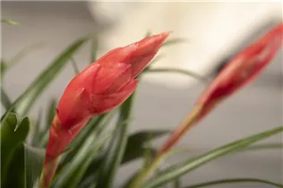 - Vriesea 'Astrid'  - Vriesea 'Astrid'