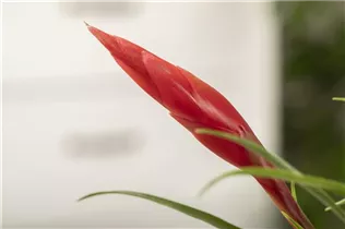 - Vriesea 'Astrid'  - Vriesea 'Astrid'