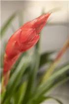 - Vriesea 'Astrid'  - Vriesea 'Astrid'