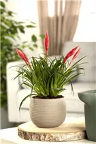 - Vriesea 'Astrid'  - Vriesea 'Astrid'