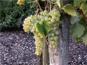  - Vitis vinifera 'Glenora'