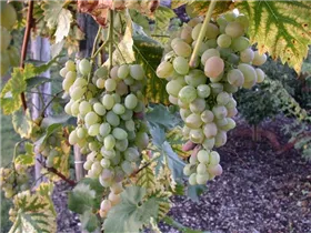  - Vitis vinifera 'Glenora'