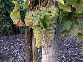 - Vitis vinifera 'Glenora'