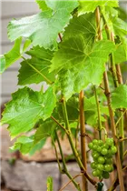 - Vitis vinifera 'Lakemont'  - Vitis vinifera 'Lakemont'