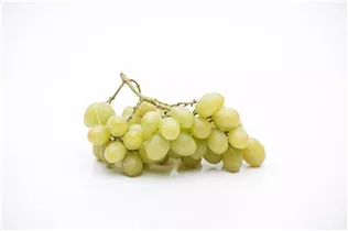 - Vitis vinifera 'Lakemont'  - Vitis vinifera 'Lakemont'