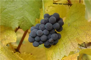 - Vitis vinifera 'Muscat Bleu'  - Vitis vinifera 'Muscat Bleu'